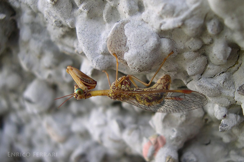 Come riconoscere i Mantispidae